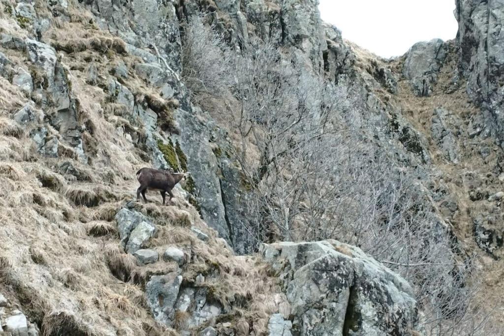 Aux Balcons De La Vallee Soultzeren Kültér fotó